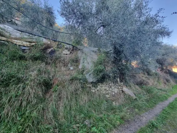 Uliveto strada Degli Olandesi, Camporosso