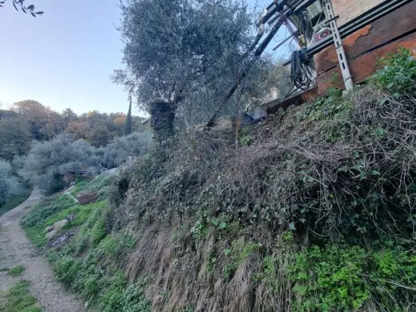 Uliveto strada Degli Olandesi, Camporosso