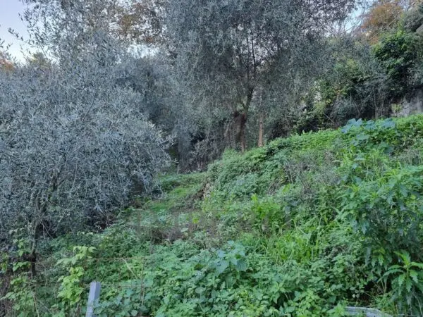 Uliveto strada Degli Olandesi, Camporosso