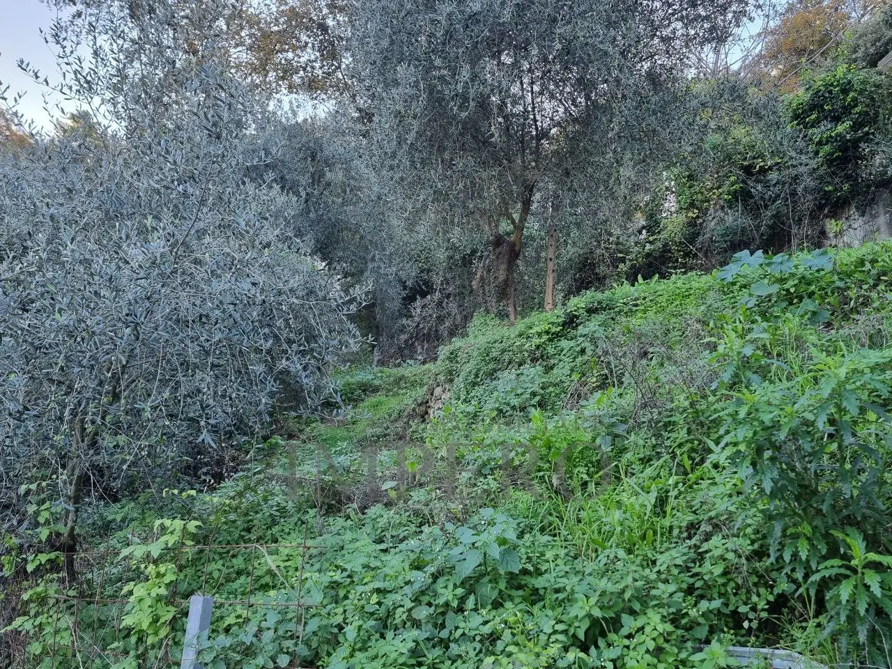 Immagine per Uliveto in vendita a Camporosso strada Degli Olandesi