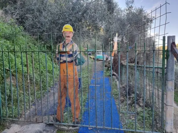 Uliveto strada Degli Olandesi, Camporosso