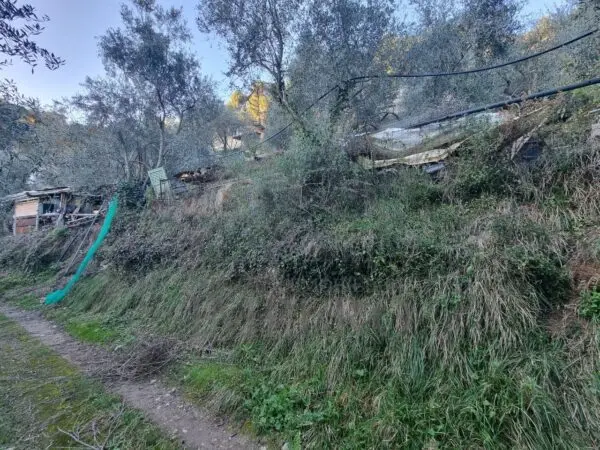 Uliveto strada Degli Olandesi, Camporosso