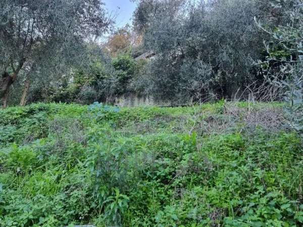 Uliveto strada Degli Olandesi, Camporosso