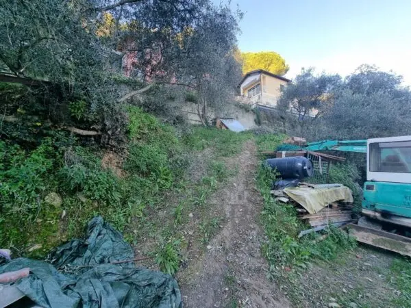 Uliveto strada Degli Olandesi, Camporosso