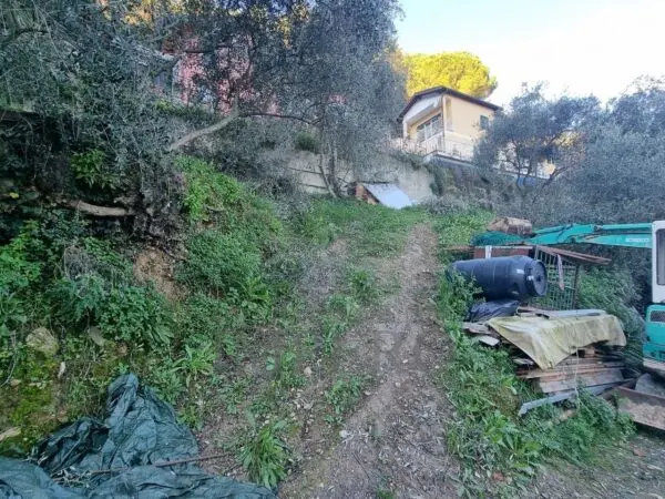 Uliveto strada Degli Olandesi, Camporosso