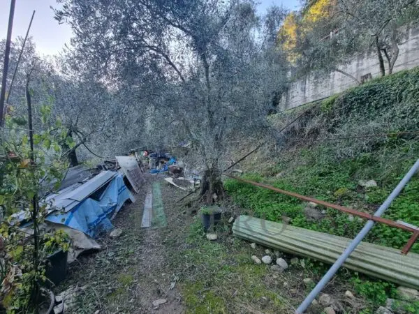 Uliveto strada Degli Olandesi, Camporosso