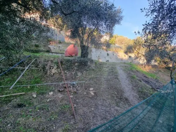 Uliveto strada Degli Olandesi, Camporosso