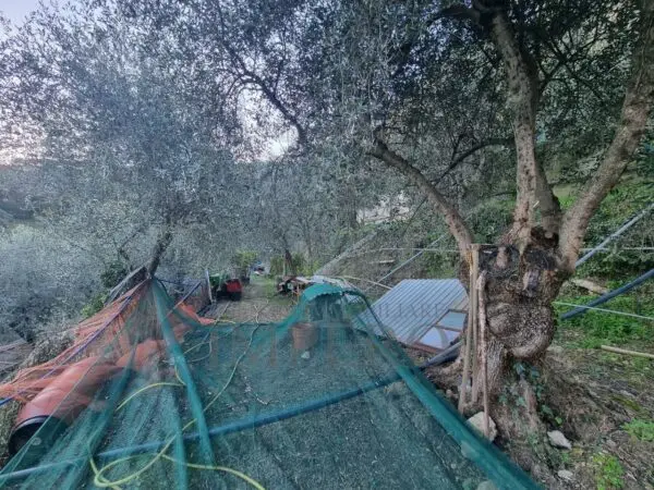 Uliveto strada Degli Olandesi, Camporosso