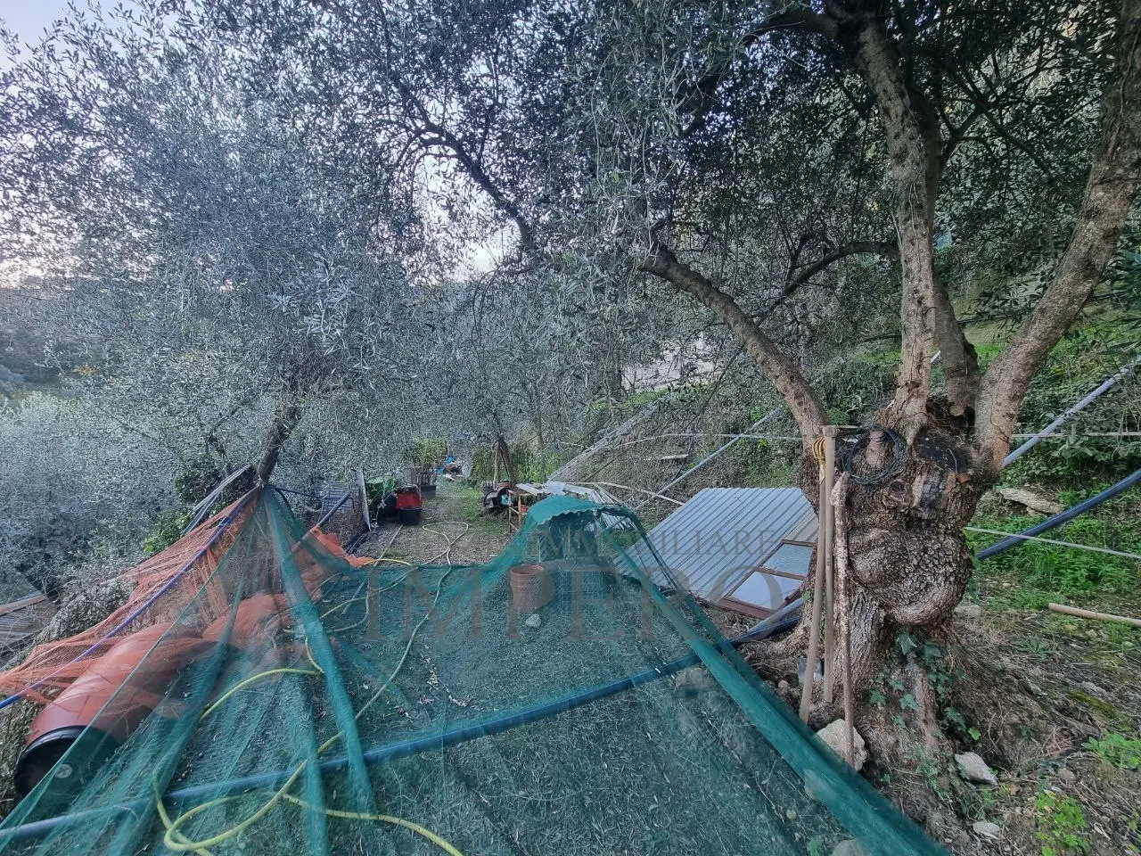 Immagine per Uliveto in vendita a Camporosso strada Degli Olandesi