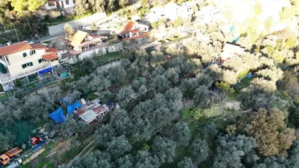 Uliveto strada Degli Olandesi, Camporosso