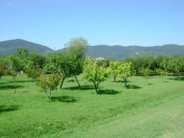 Villa via Margubbio 15, Ameglia