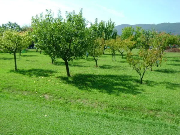Villa via Margubbio 15, Ameglia