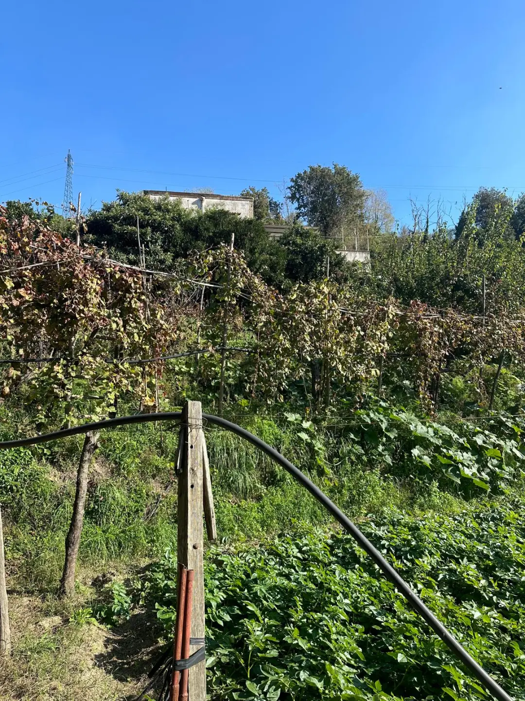 Immagine per Stabile in Vendita a Napoli Via Vicinale Cupa Cintia