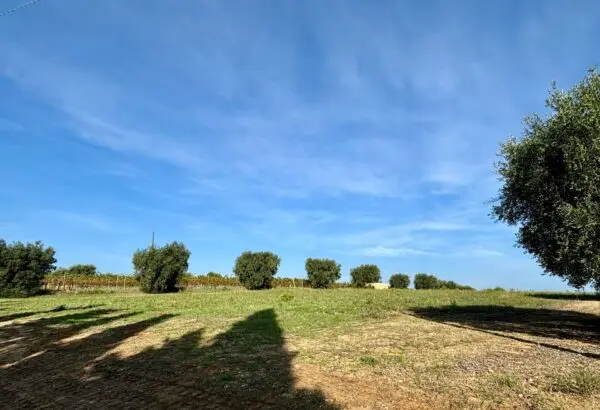 Terreno Agricolo Grottammare