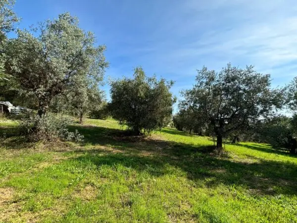 Terreno Agricolo via Cuprense, Grottammare