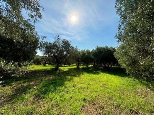 Terreno Agricolo via Cuprense, Grottammare