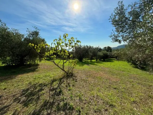 Terreno Agricolo via Cuprense, Grottammare