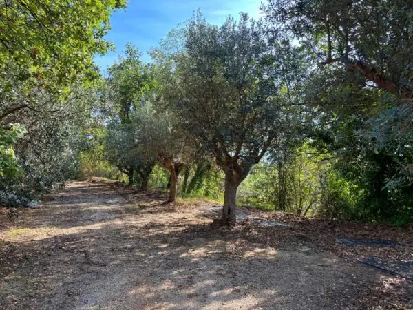 Terreno Agricolo via Cuprense, Grottammare