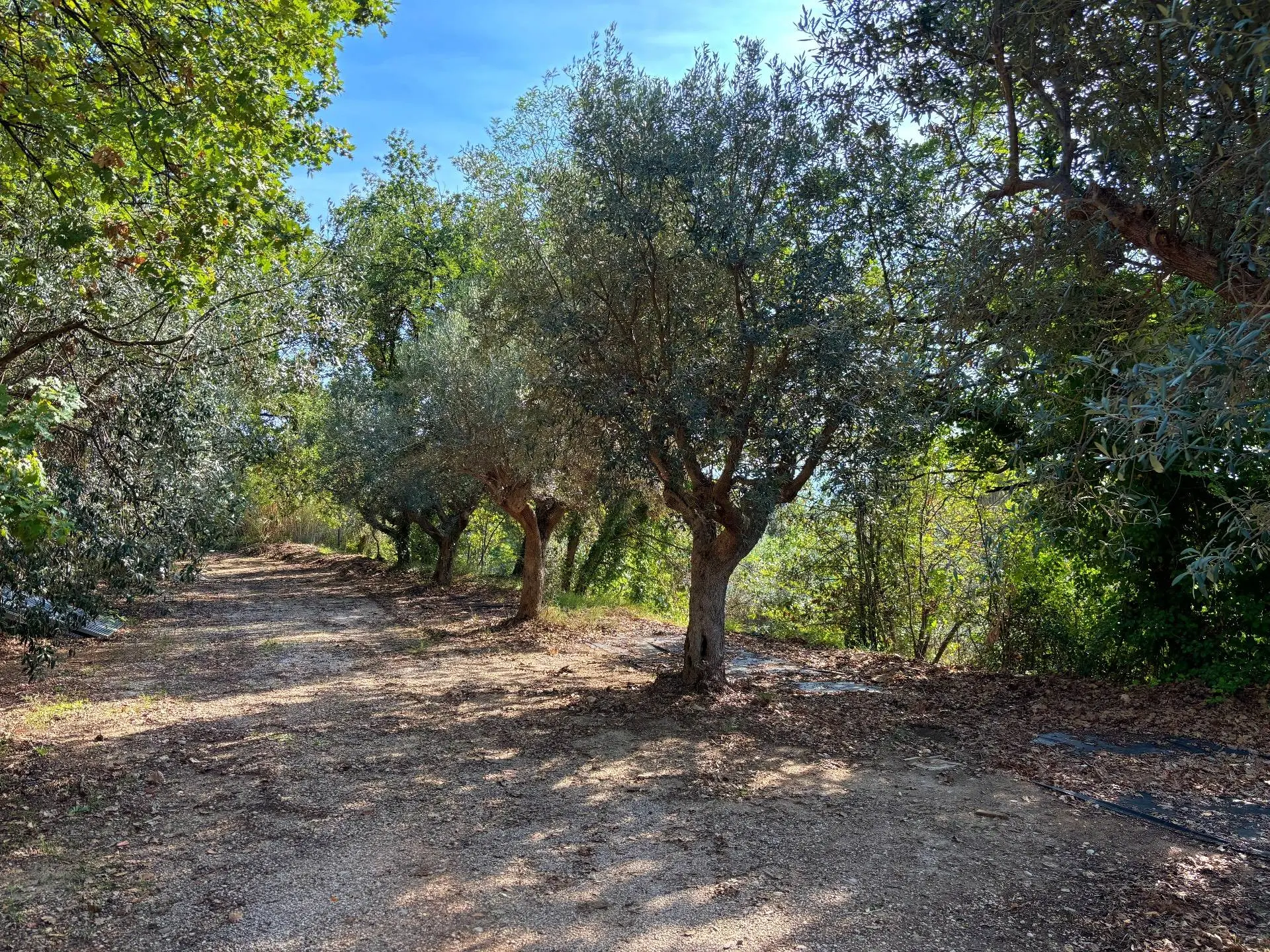 Immagine per Terreno Agricolo in vendita a Grottammare cuprense