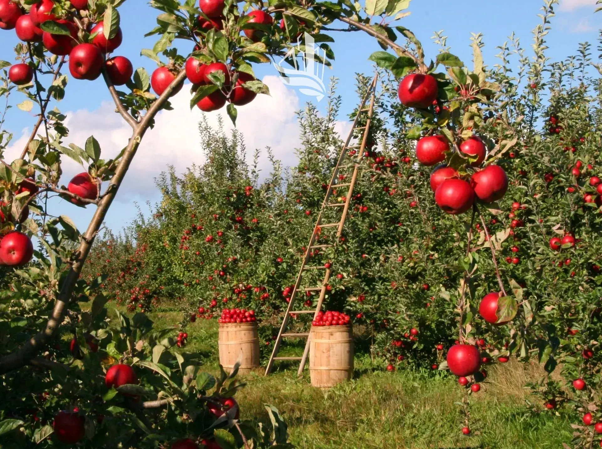 Immagine per Terreno agricolo in vendita a Naturno