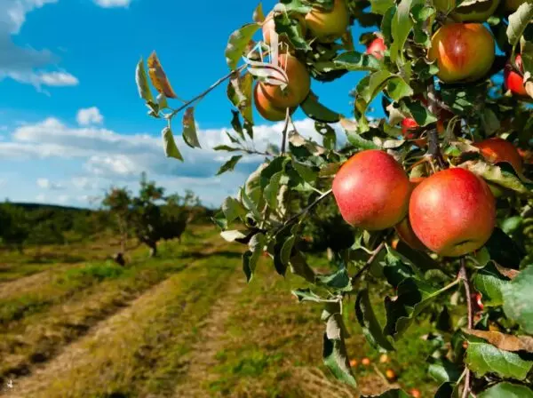 Terreno Agricolo Naturno