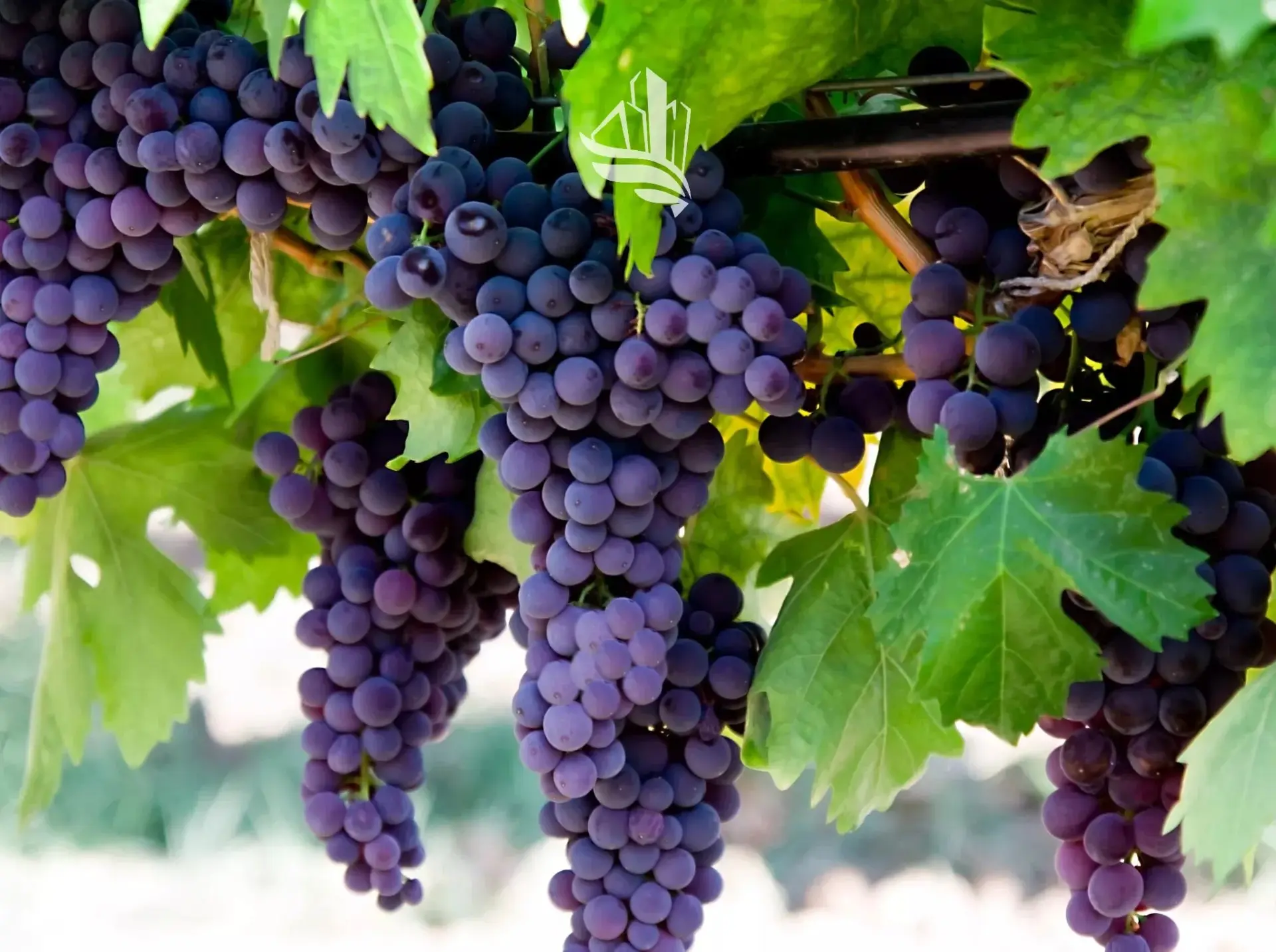 Immagine per Terreno agricolo in vendita a Caldaro sulla strada del vino