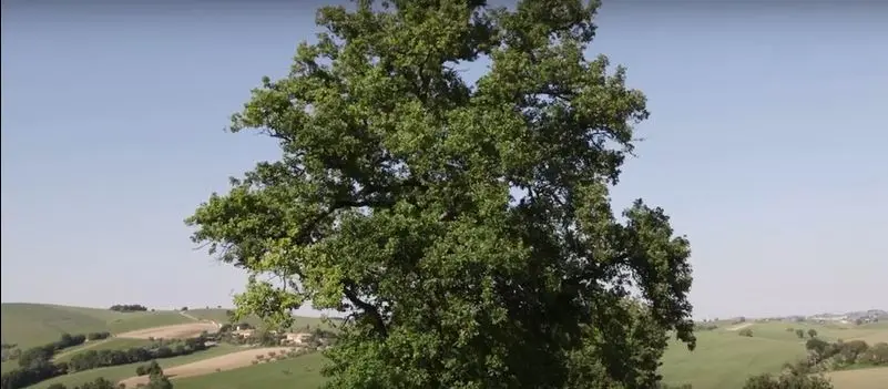 Immagine per Rustico in vendita a Ostra Vetere via Castel Leone Di Suasa