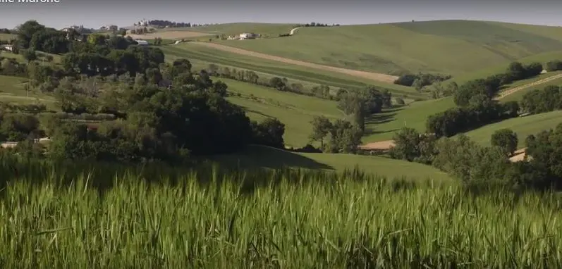 Immagine per Rustico in vendita a Ostra Vetere via Castel Leone Di Suasa
