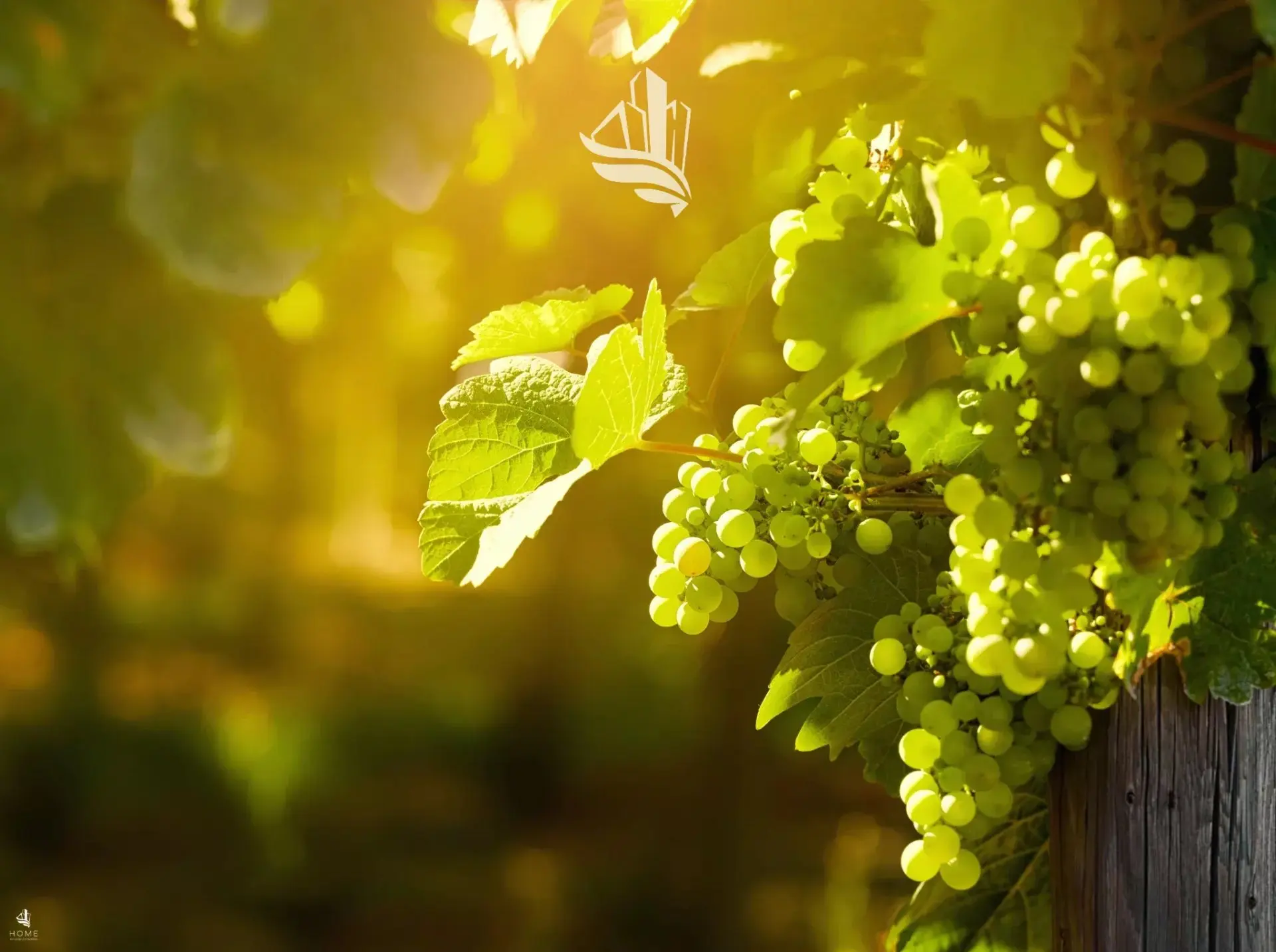 Immagine per Terreno agricolo in vendita a Caldaro sulla strada del vino