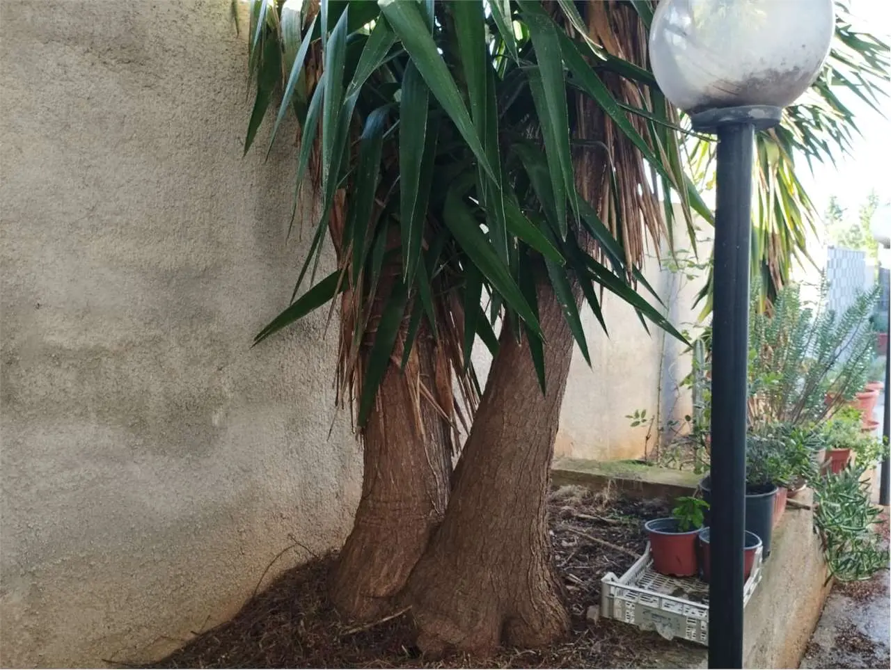 Immagine per Villa in vendita a Altavilla Milicia