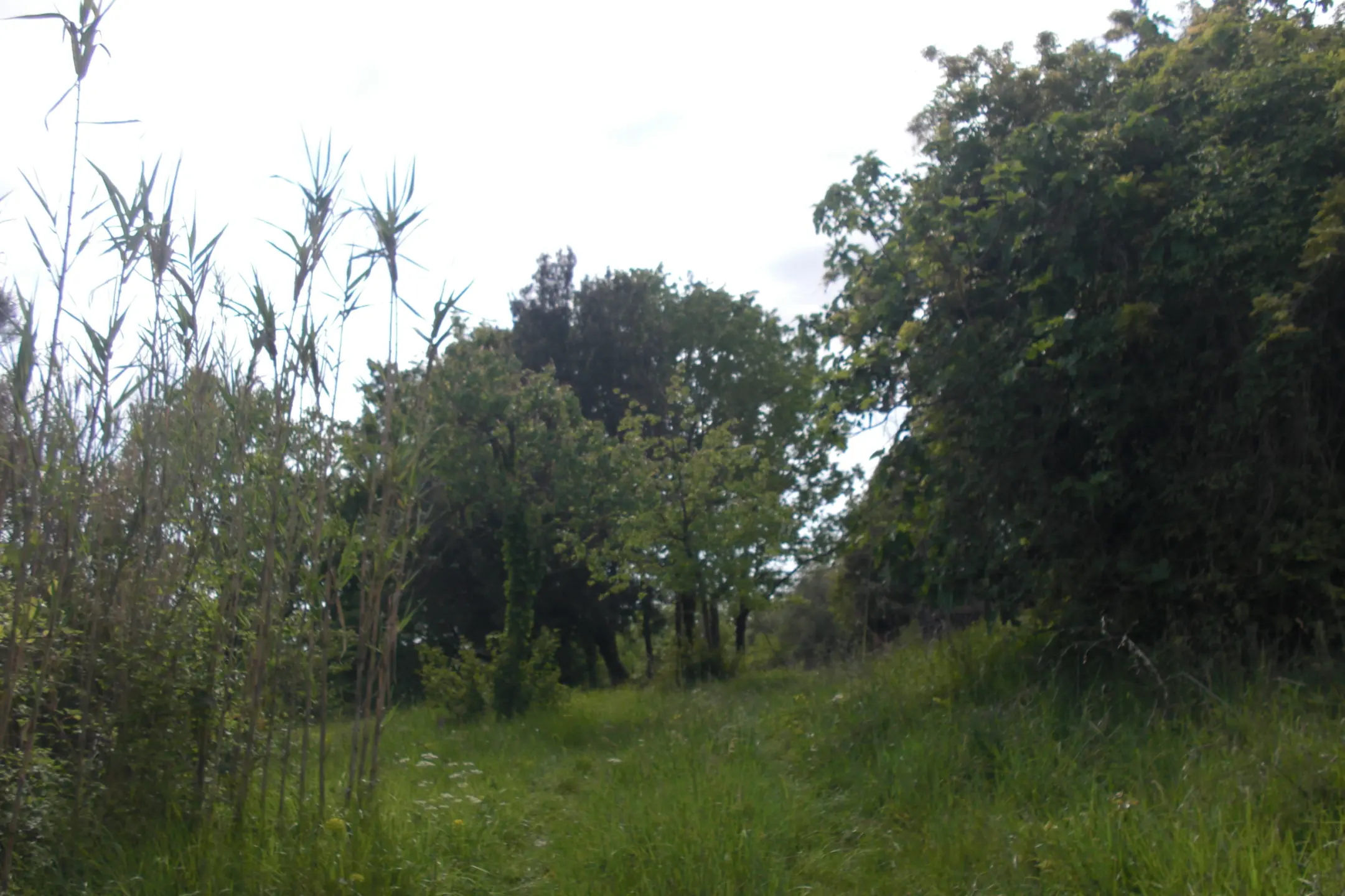 Immagine per Area verde in vendita a Casciana Terme Lari via Casciana Terme