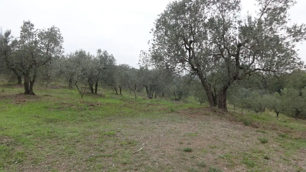 Immagine per Prato in vendita a Lucca via San Donato 925/A