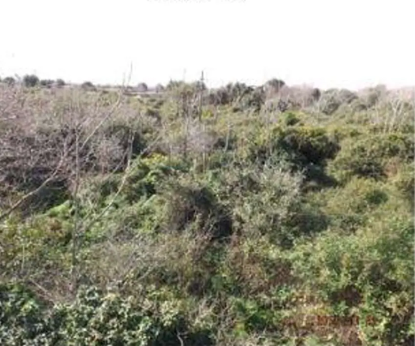 Immagine per Villa in asta a Catania 211