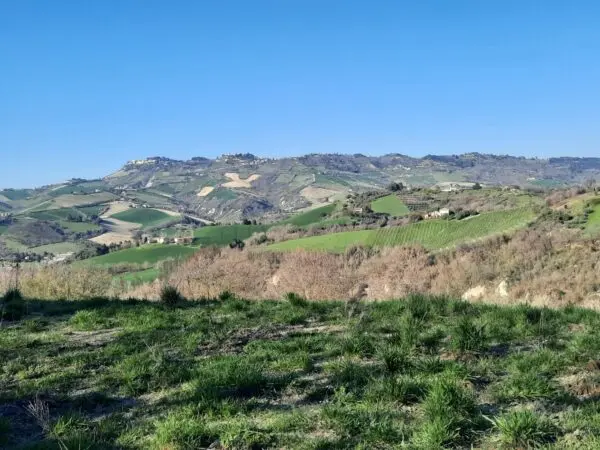 Casale via Cantina Cocci Grifoni, Ripatransone