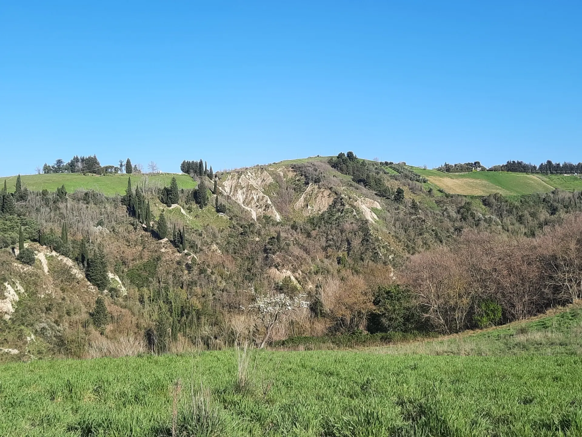 Immagine per Casale in vendita a Ripatransone via Cantina Cocci Grifoni