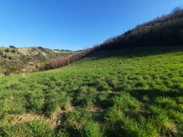 Casale via Cantina Cocci Grifoni, Ripatransone