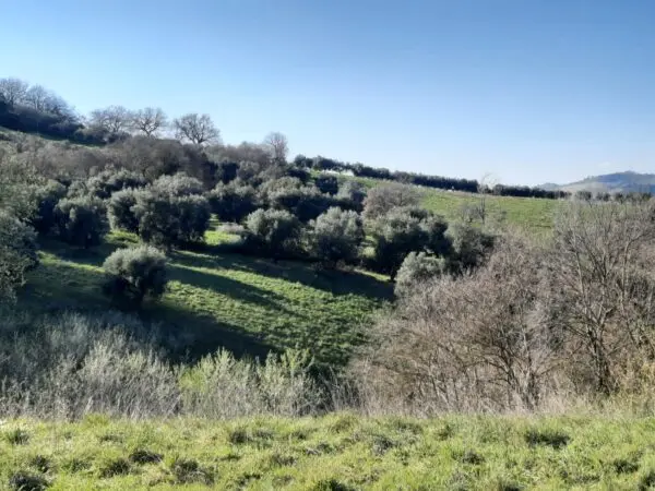 Casale via Cantina Cocci Grifoni, Ripatransone