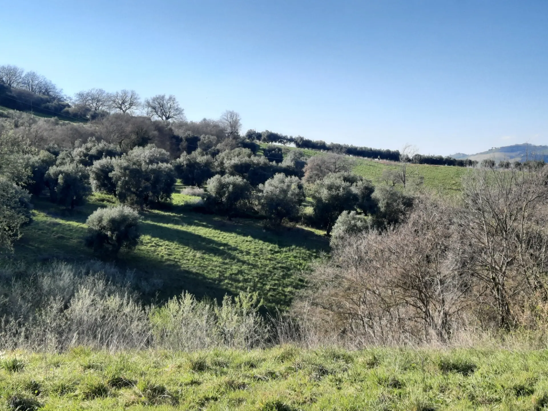 Immagine per Casale in vendita a Ripatransone via Cantina Cocci Grifoni