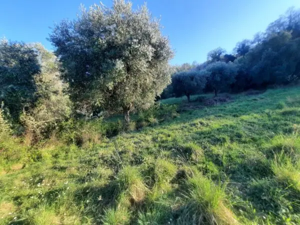 Casale via Cantina Cocci Grifoni, Ripatransone