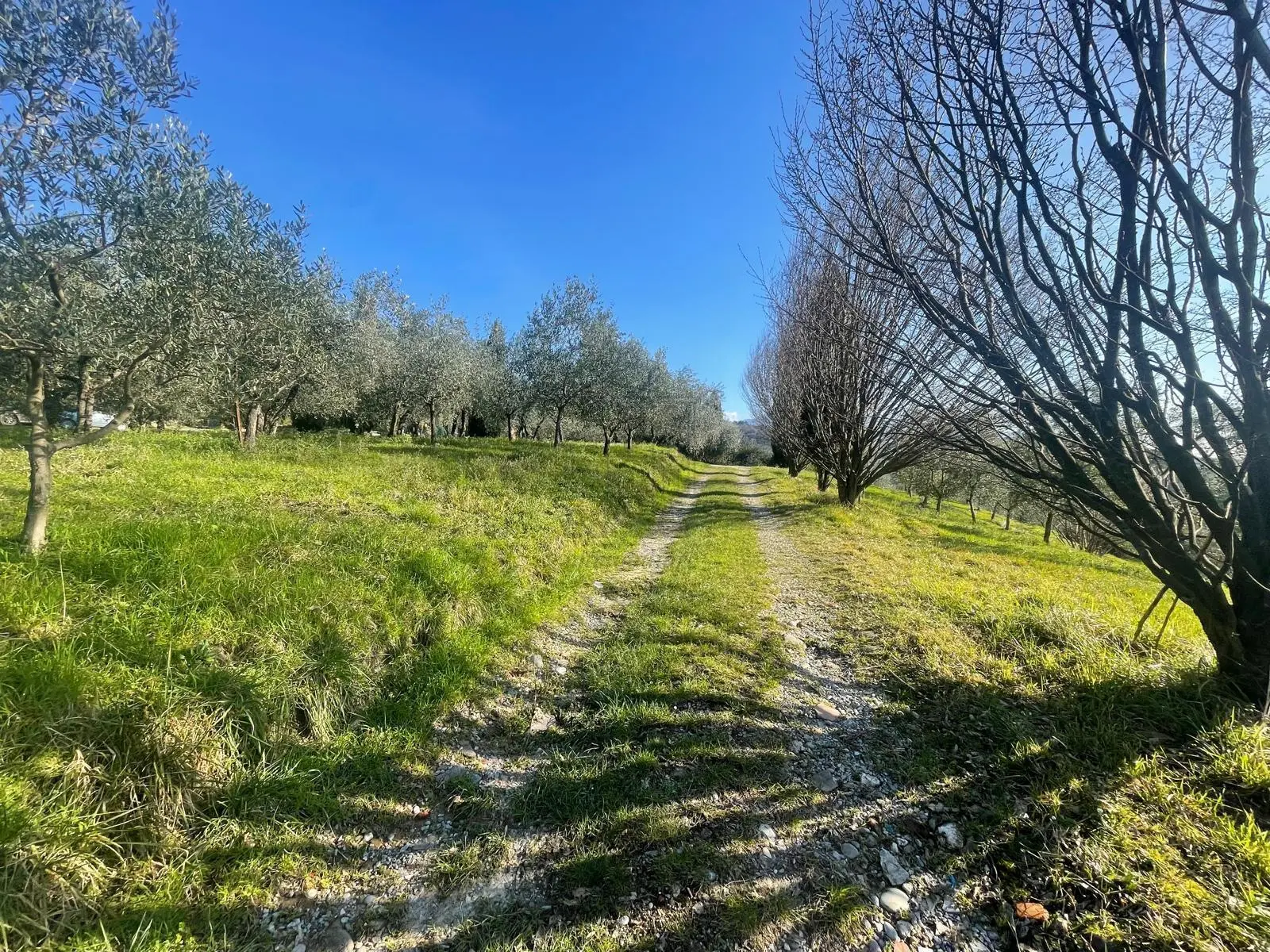 Immagine per Casale in vendita a Lucca via Dei Bertolotti