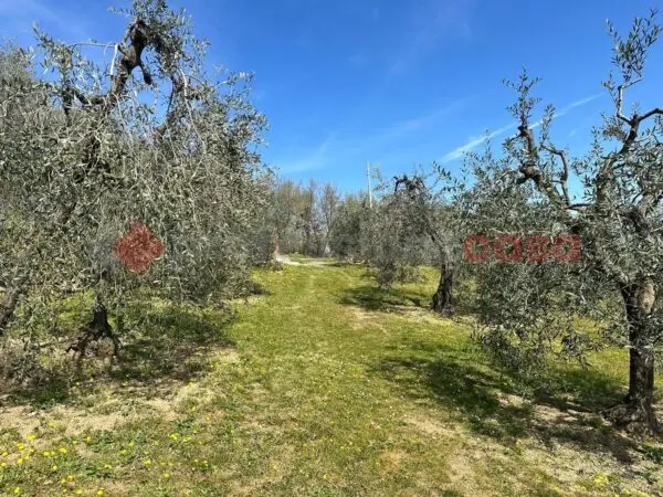 Terreno Agricolo Arezzo