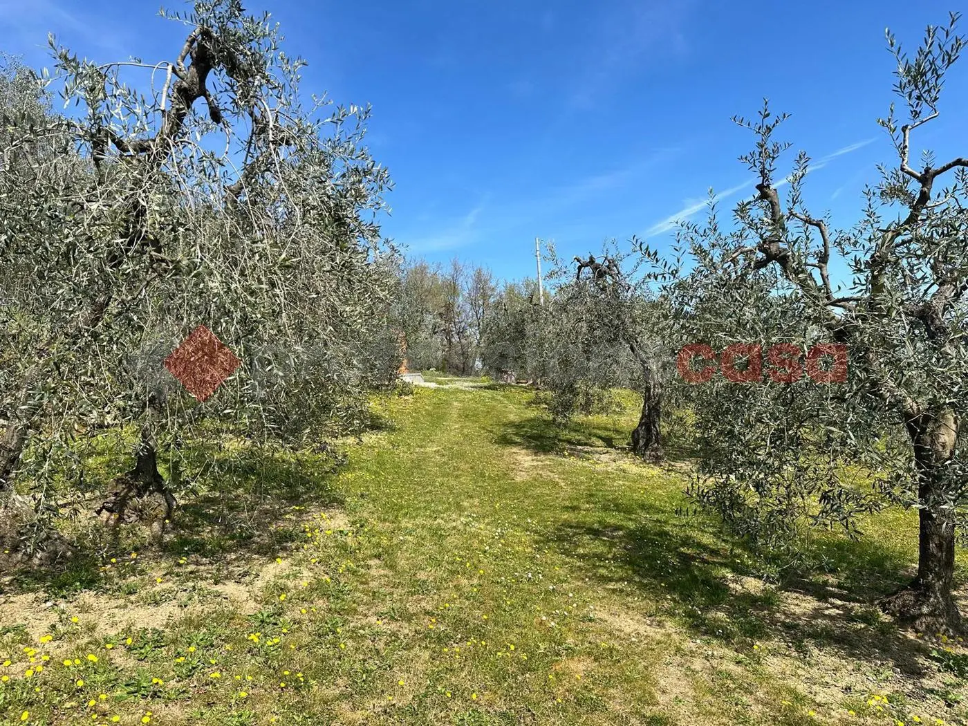Immagine per Terreno Agricolo in vendita a Arezzo
