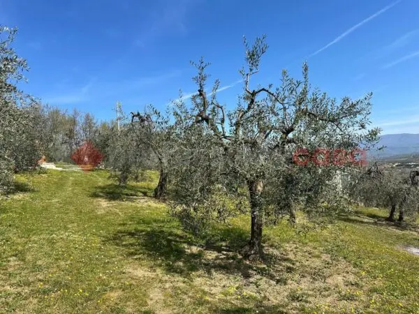Terreno Agricolo Arezzo