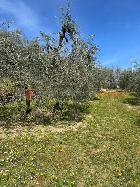 Terreno Agricolo Arezzo