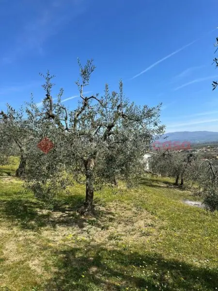 Terreno Agricolo Arezzo