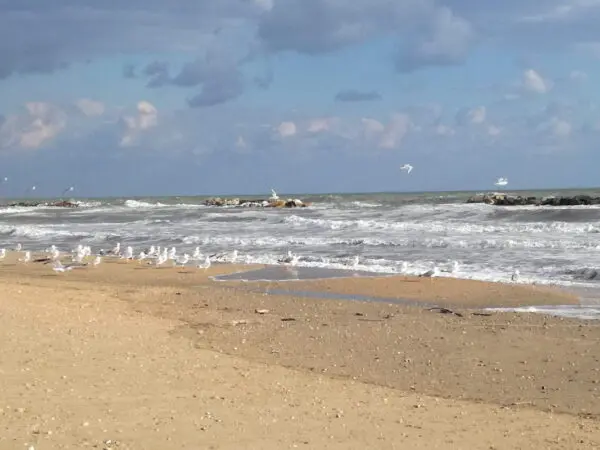 Immagine per Stabilimento Balneare in vendita a Cupra Marittima via Kennedy