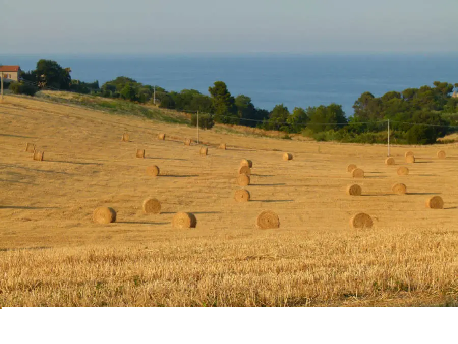 Immagine per Stabilimento Balneare in vendita a Cupra Marittima via Kennedy