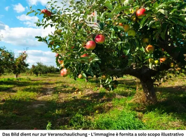 Terreno Agricolo Andriano