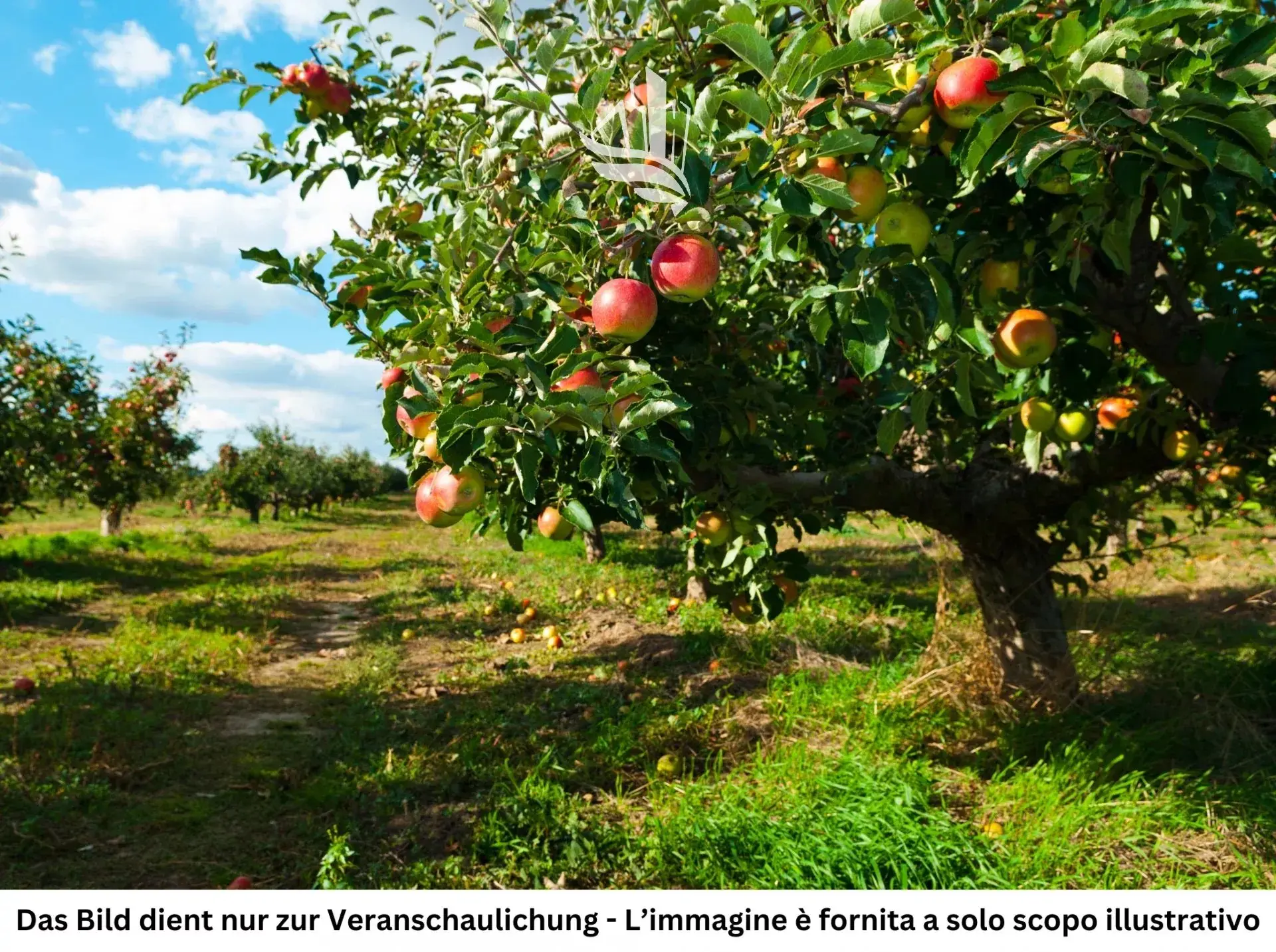 Immagine per Terreno agricolo in vendita a Andriano