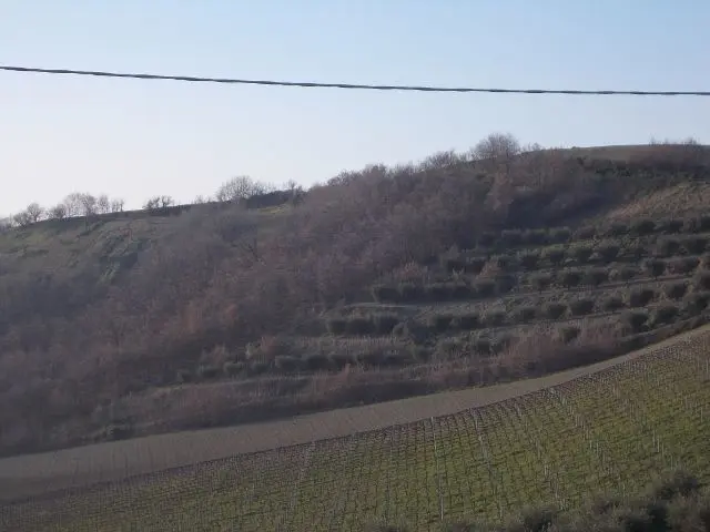 Immagine per Terreno in vendita a Ripatransone via Contrada